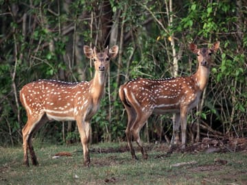 Mangrove Exploration Tour in Bhitarakanika National Park