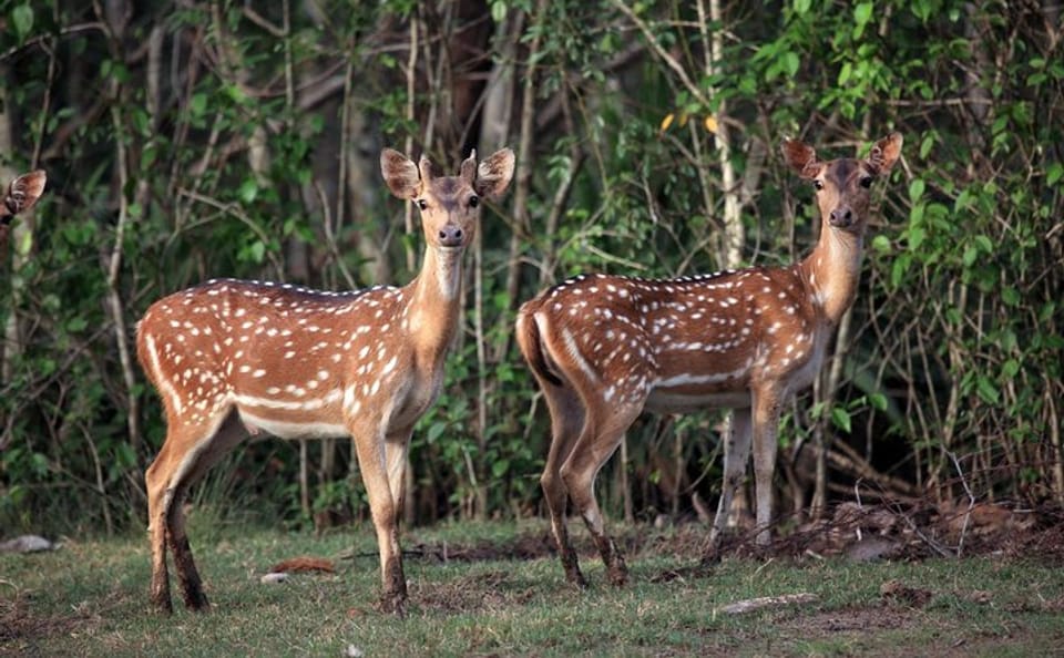 Mangrove Exploration Tour in Bhitarakanika National Park