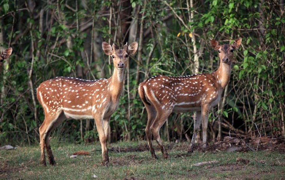 Mangrove Exploration Tour in Bhitarakanika National Park