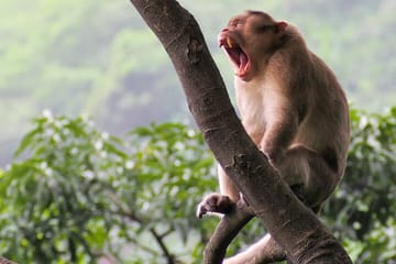 Wildlife Tour of Rajaji National Park from Rishikesh