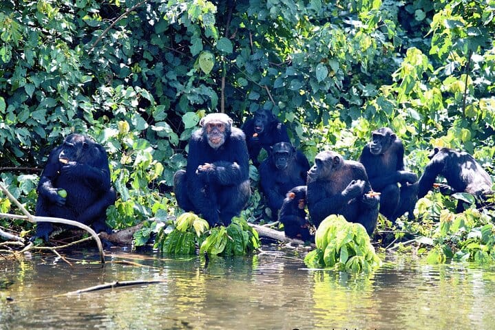 7-Day Private Uganda Chimpanzees and Gorilla Trek Tour from Entebbe