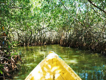 Wildlife spotting in Pemba's mangroves
