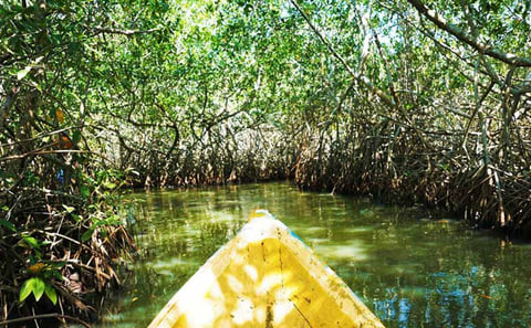 Pemba Creek Safari: Mangroves, Wildlife & Local Fishing Life