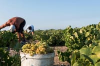 Santorini Wine Roads Shared Day Tour 4