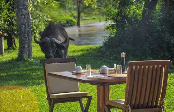 3 Days Queen Elizabeth Wildlife Safari