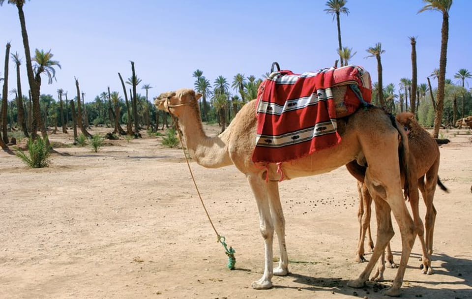 Camel Ride Through Marrakech Palm Grove Oasis