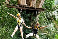 Ziplining from tree to tree