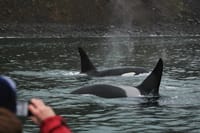 Express Whale Watching 3