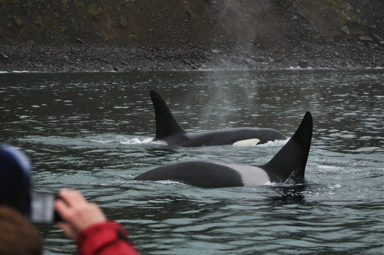 Express Whale Watching 3
