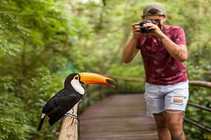 Iguazu Falls Brazilian Side & Bird Park from Puerto Iguazu