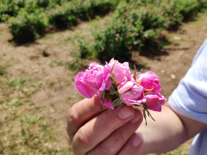 Self-Guided Tour in the Museum of Roses 10