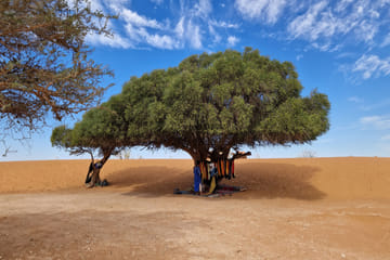 Agadir Jeep Safari & Sahara Adventure – Full-Day Tour with Tajine