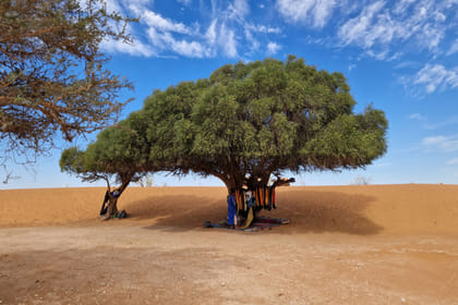 Agadir Jeep Safari & Sahara Adventure – Full-Day Tour with Tajine