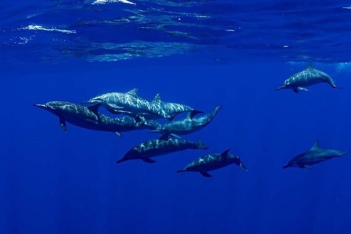 Chauffer Driven Standard Van