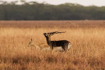 Blackbuck Safari and Wildlife Tour in Velavadar from Rajkot
