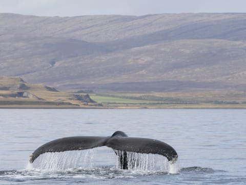 Whale Watching Hólmavík, photo 3