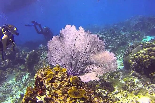 Scuba Diving at Catalina Island - 2 tank | 2 spots 4