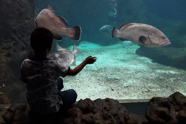 Family Day from Chania: CRETAquarium, Dinosauria Park, Heraklion  7