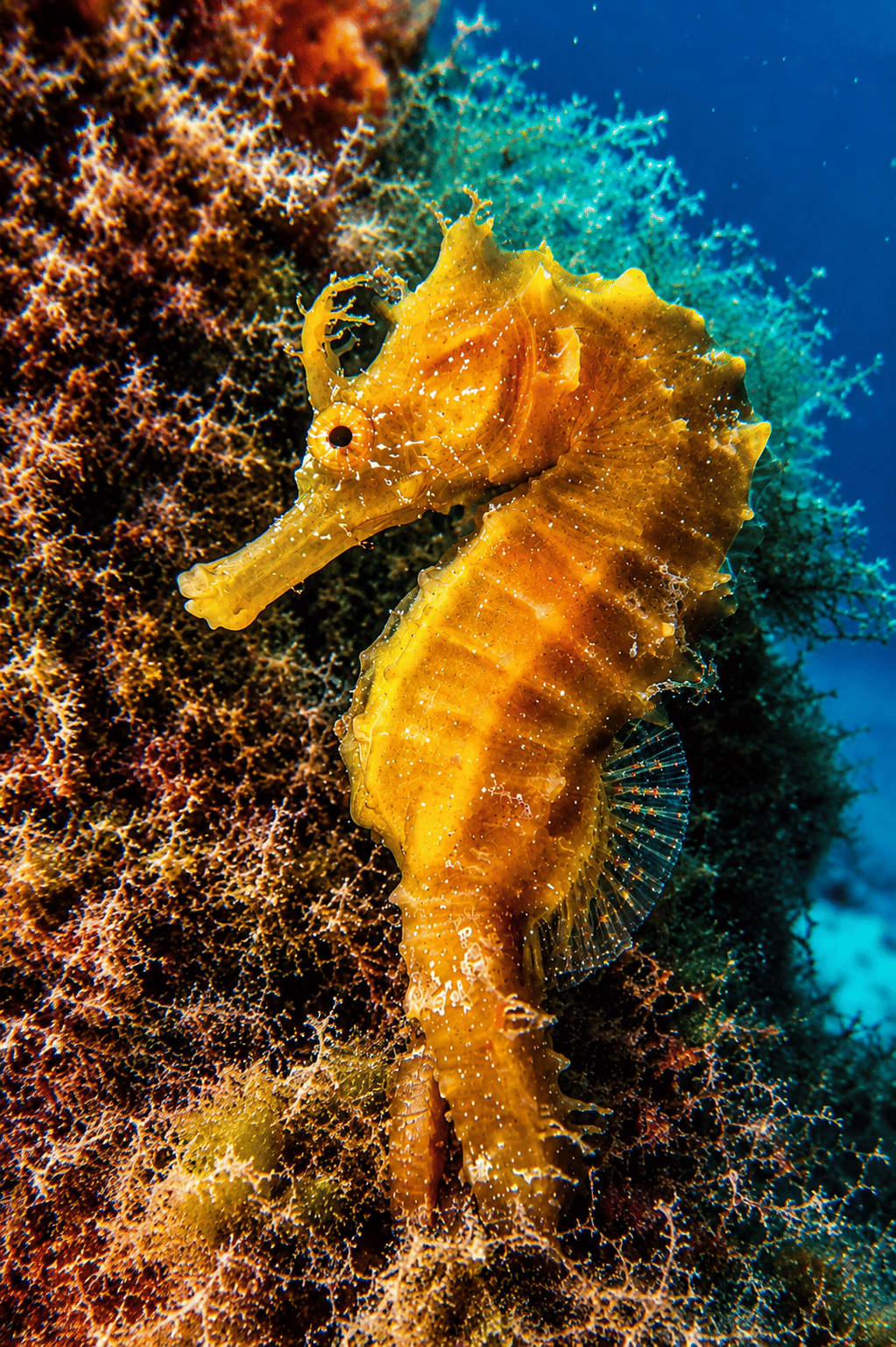 try scuba first time madeira funchal
