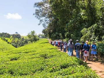 Walking Tour along the tea plantation