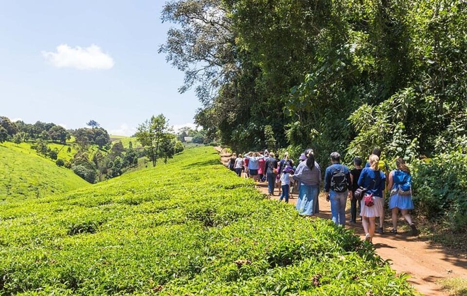 Day Tour To Kiambethu Tea Farm