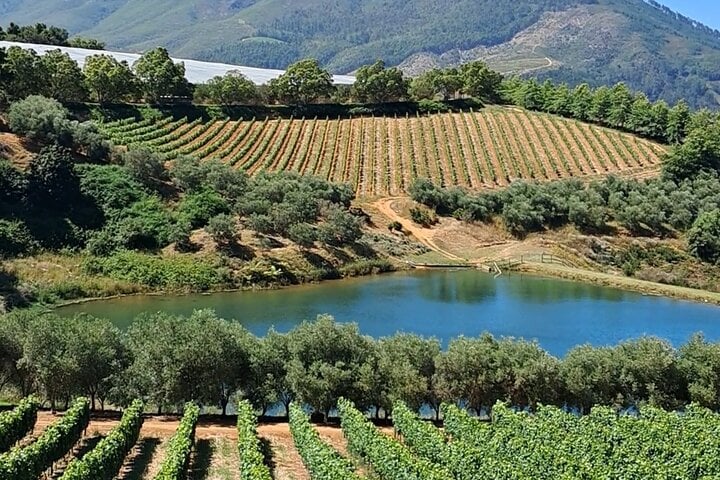 Elsam Tours and Travel: Private Winelands Wine Tasting Day from Cape Town — Stellenbosch - Photo 6