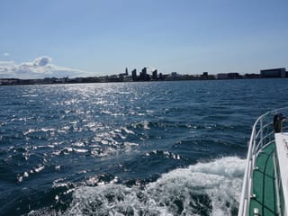 Whale Watching and Marine Life Tour in Faxafloi, photo 13