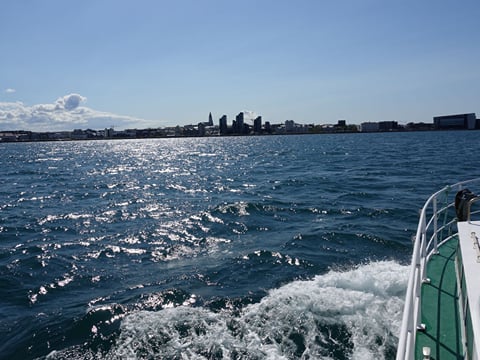 Whale Watching and Marine Life Tour in Faxafloi, photo 13