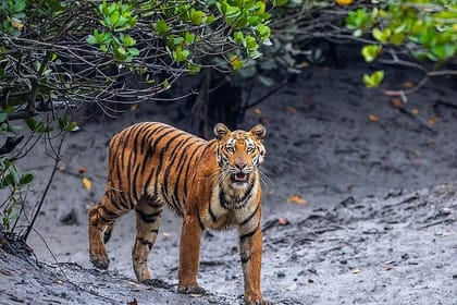 Sunderban Mangrove Wilderness Expedition