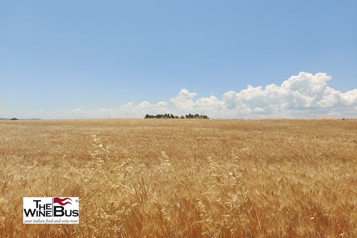 Private Tintilia del Molise Wine Tour from CAMPOBASSO