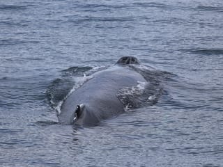 Best Value Whale Watching tour from Reykjavik, photo 30