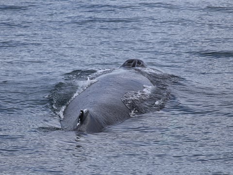 Best Value Whale Watching tour from Reykjavik, photo 30
