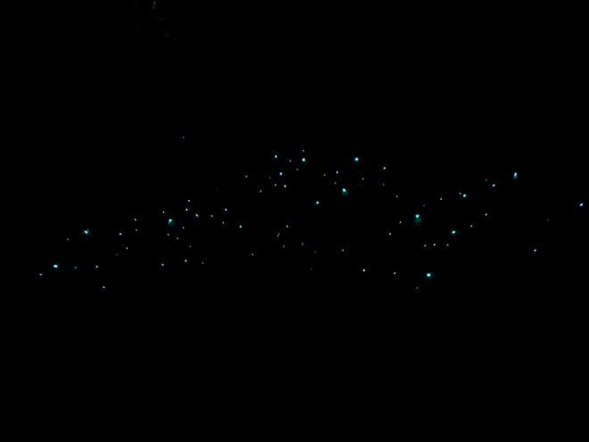Aucklands North Shore Glowworm Tour