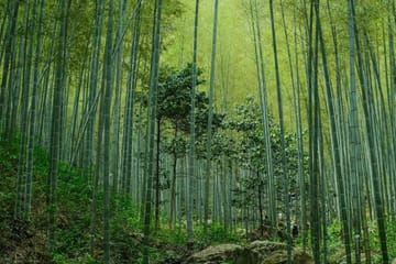 Yixing Bamboo Sea and Zisha Pottery Day Trip from Shanghai
