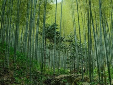 From Shanghai: Yixing Bamboo Sea and Zisha Pottery Day Trip
