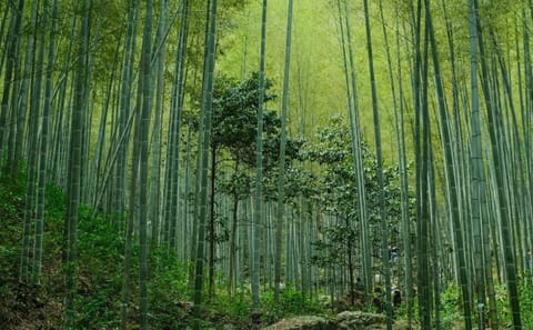 Yixing Bamboo Sea and Zisha Pottery Day Trip from Shanghai