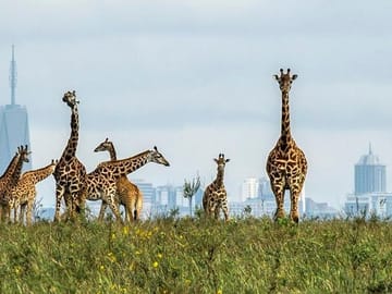 Nairobi National Park and Wildlife Experience Tour