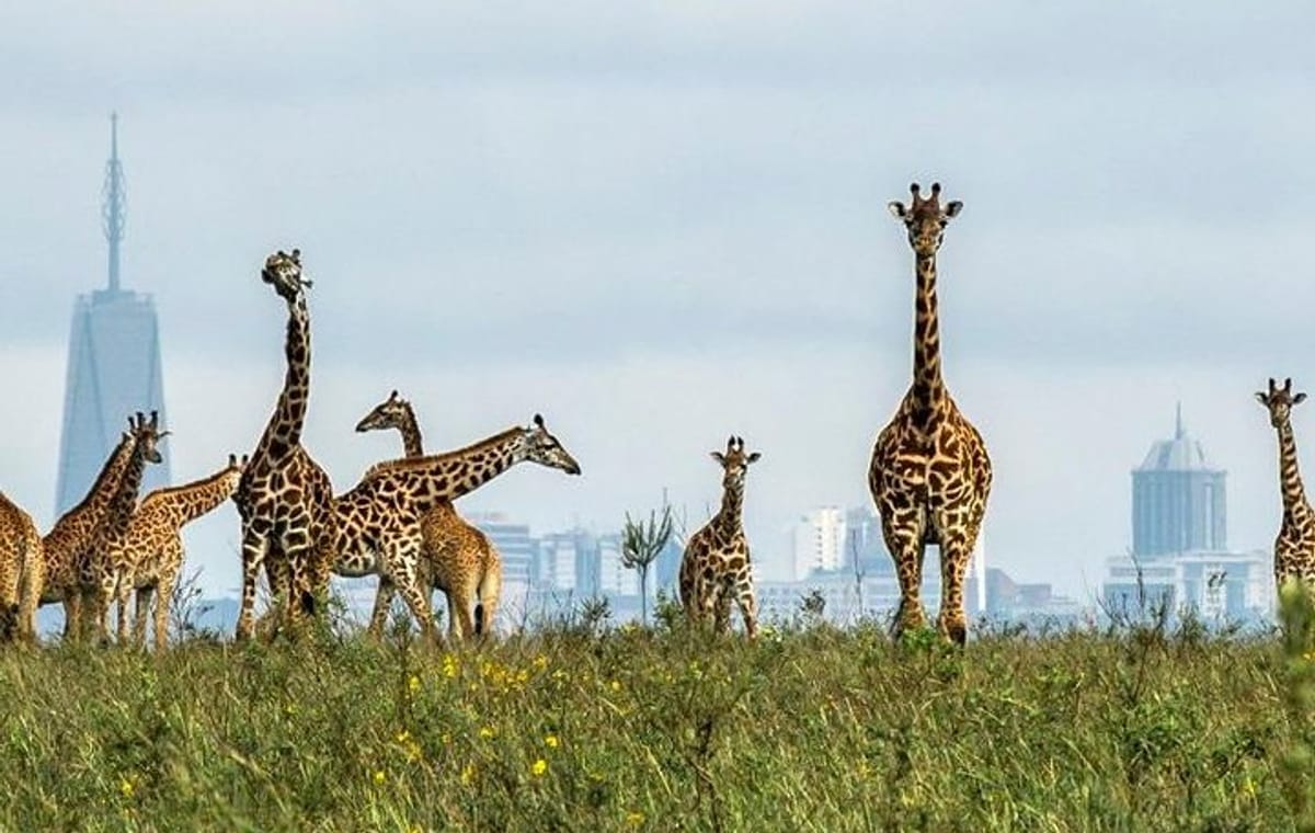 Full Day Tour Nairobi National Park, Elephant Orphanage & Giraffe Center