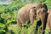 Knuckles and Wasgamuwa trail from Colombo 2