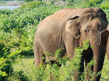 Three-Day Adventure Tour of Knuckles and Wasgamuwa from Colombo