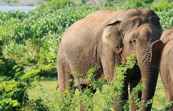 Knuckles and Wasgamuwa trail from Colombo