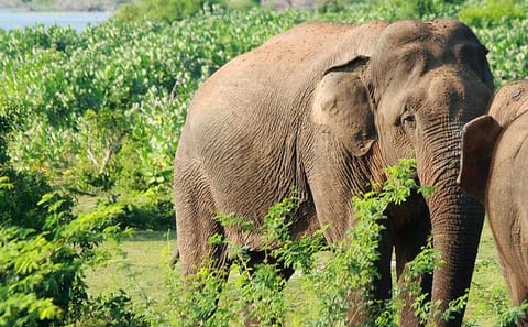 Three-Day Adventure Tour of Knuckles and Wasgamuwa from Colombo