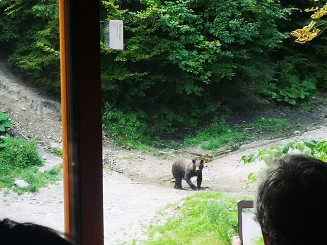 Evening at BEAR HIDE, in the wild - with your OWN VEHICLE 7
