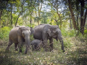 Bangalore to Mysore and Nagarhole National Park Tour