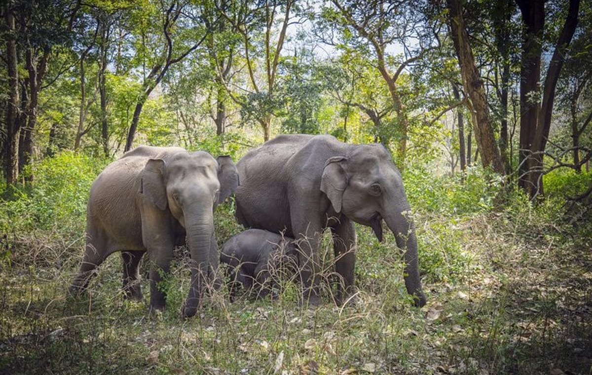 Bangalore to Mysore & Nagarhole National Park