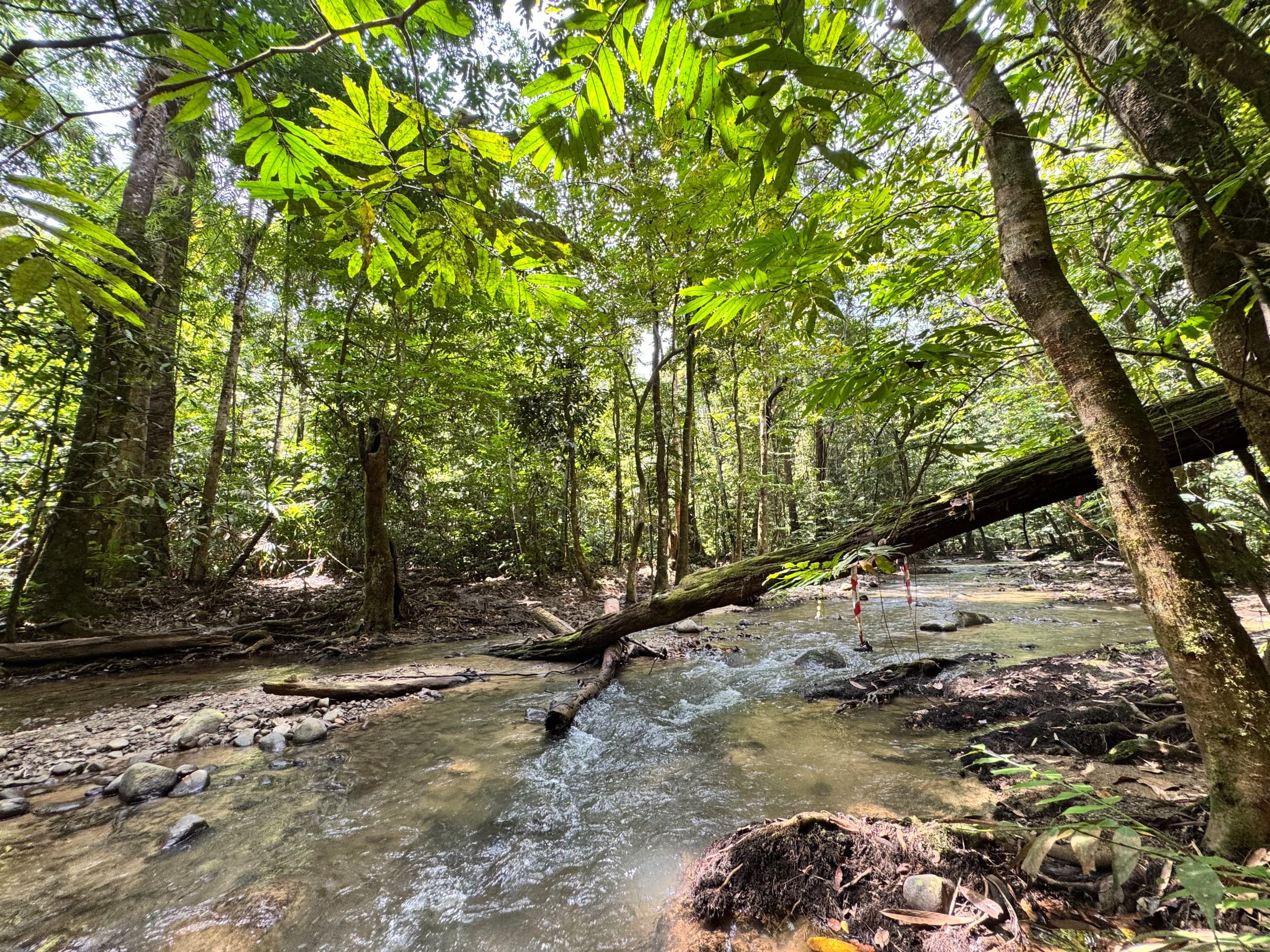 A large fallen tree spans a clear, rocky forest river in a lush Malaysian rainforest. Scene of a river crossing on a JomHiking guided trail.