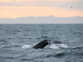 Reykjavík Premium Whales in the Midnight Sun, photo 15