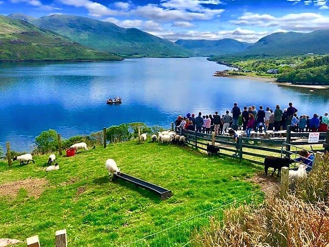 Visit a working sheep farm with sheepdog demo. Galway. Guided. 5
