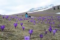 Crocus heuffelianus, Crocus vernus