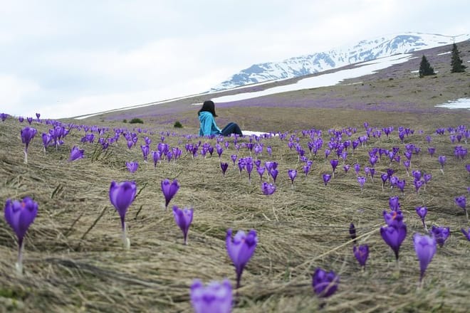 Crocus heuffelianus, Crocus vernus